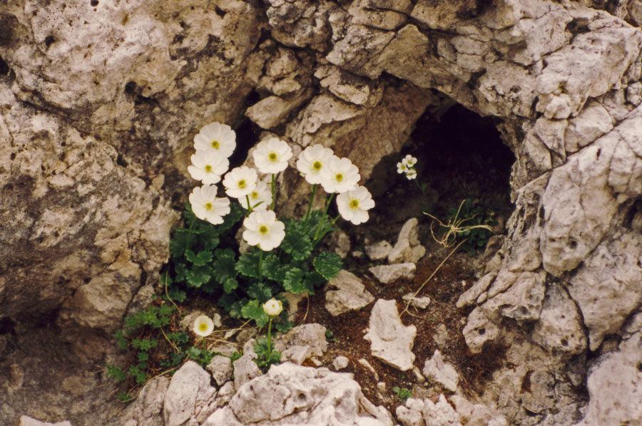 Ranunculus alpestris / Ranuncolo alpestre